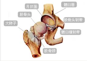 至关重要！预防股骨头塌陷，中医疗法显神通插图